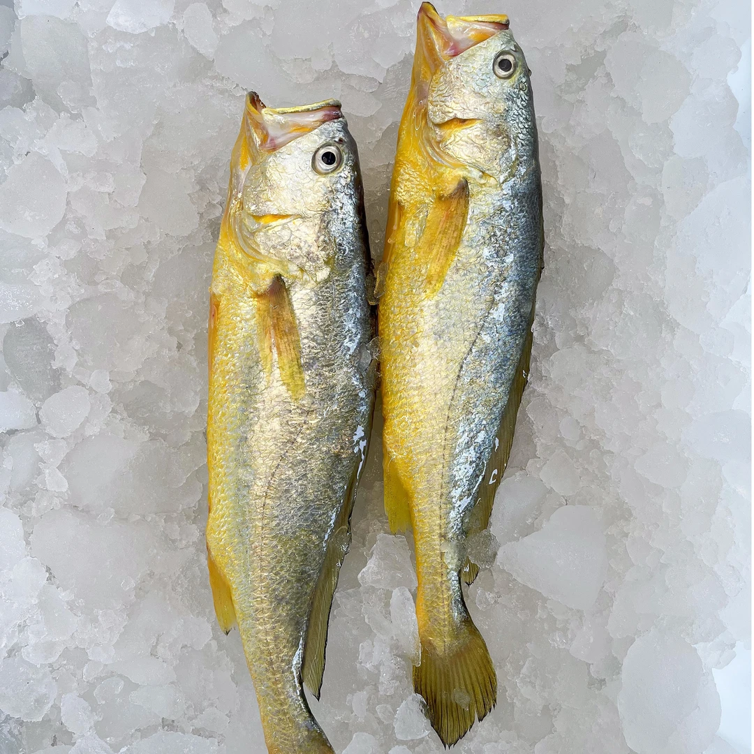 领鲜本色【东极岛黄鱼】东极野化大黄鱼 舟山特产营养丰富-老少皆宜