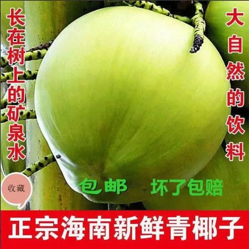 正宗海南文昌东郊海边的青皮椰子5个装精品礼盒装