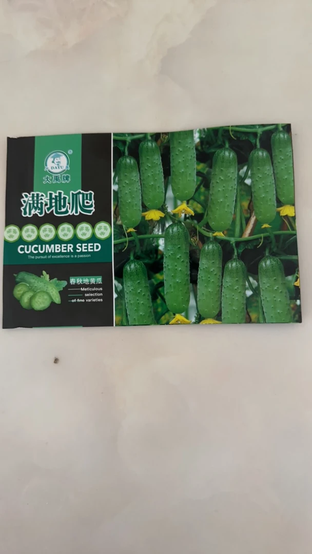 不用搭架满地爬黄瓜籽