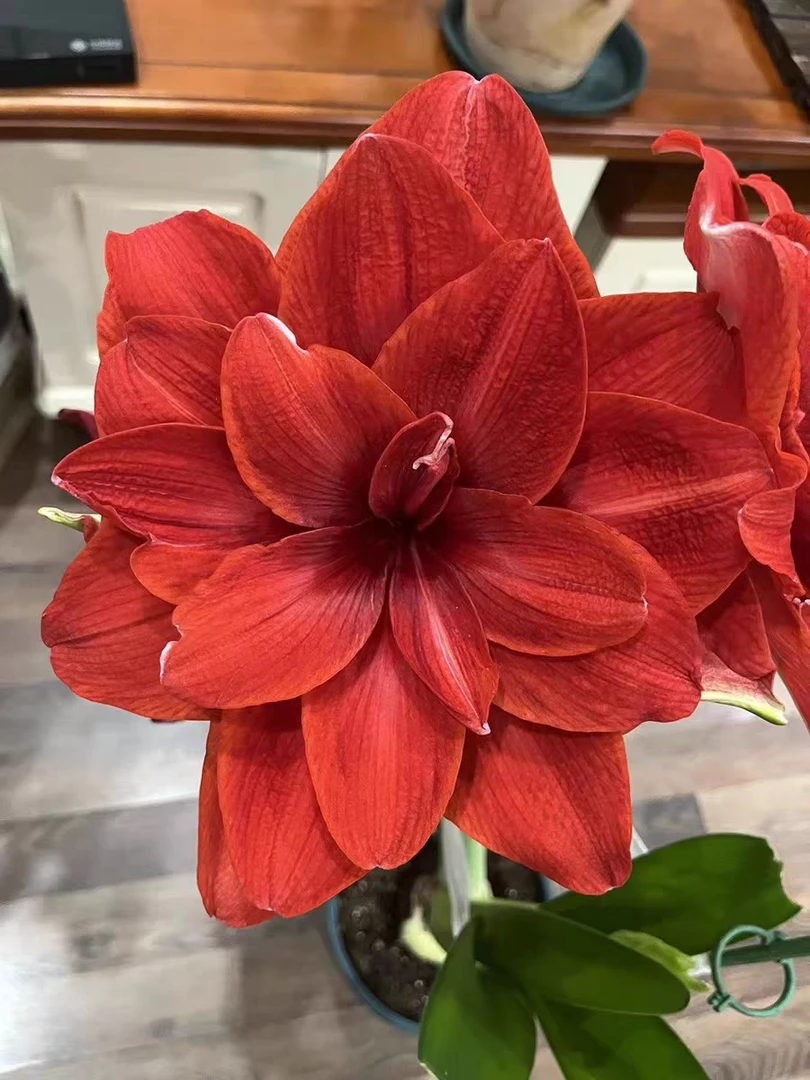 樱桃尼芙进口朱顶红大花经典品种 新花友必入阳台庭院盆栽