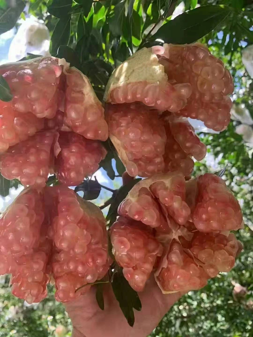 云南蒙自绿籽水晶石榴皮薄肉厚汁水多