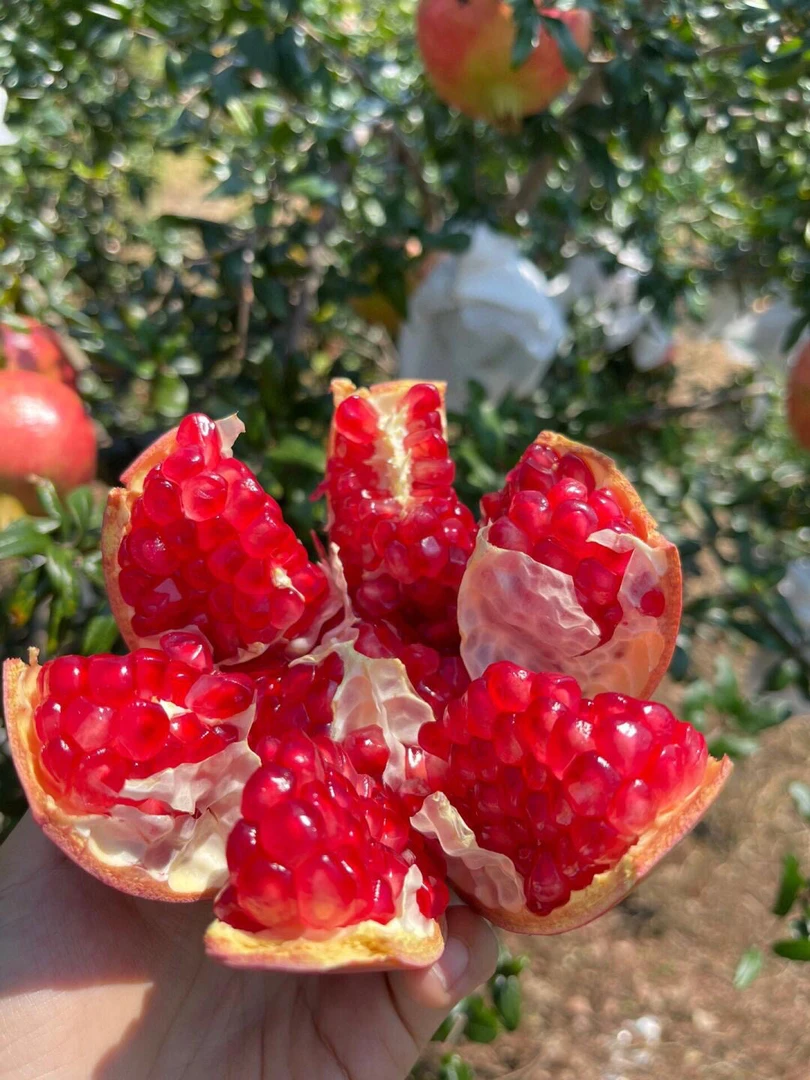 云南蒙自软籽石榴