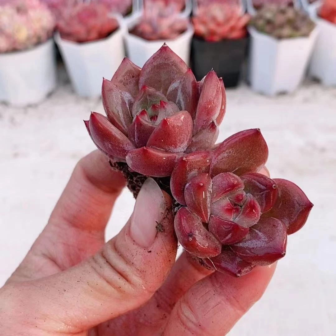 穴盘Q橙3元2【满18元包邮发货】多肉植物