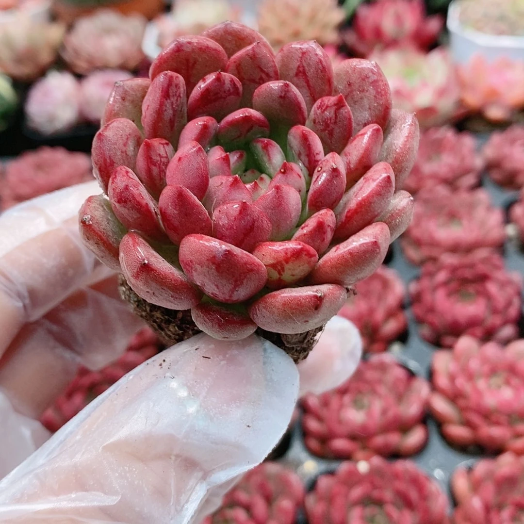 【闪购商品】红宝石1