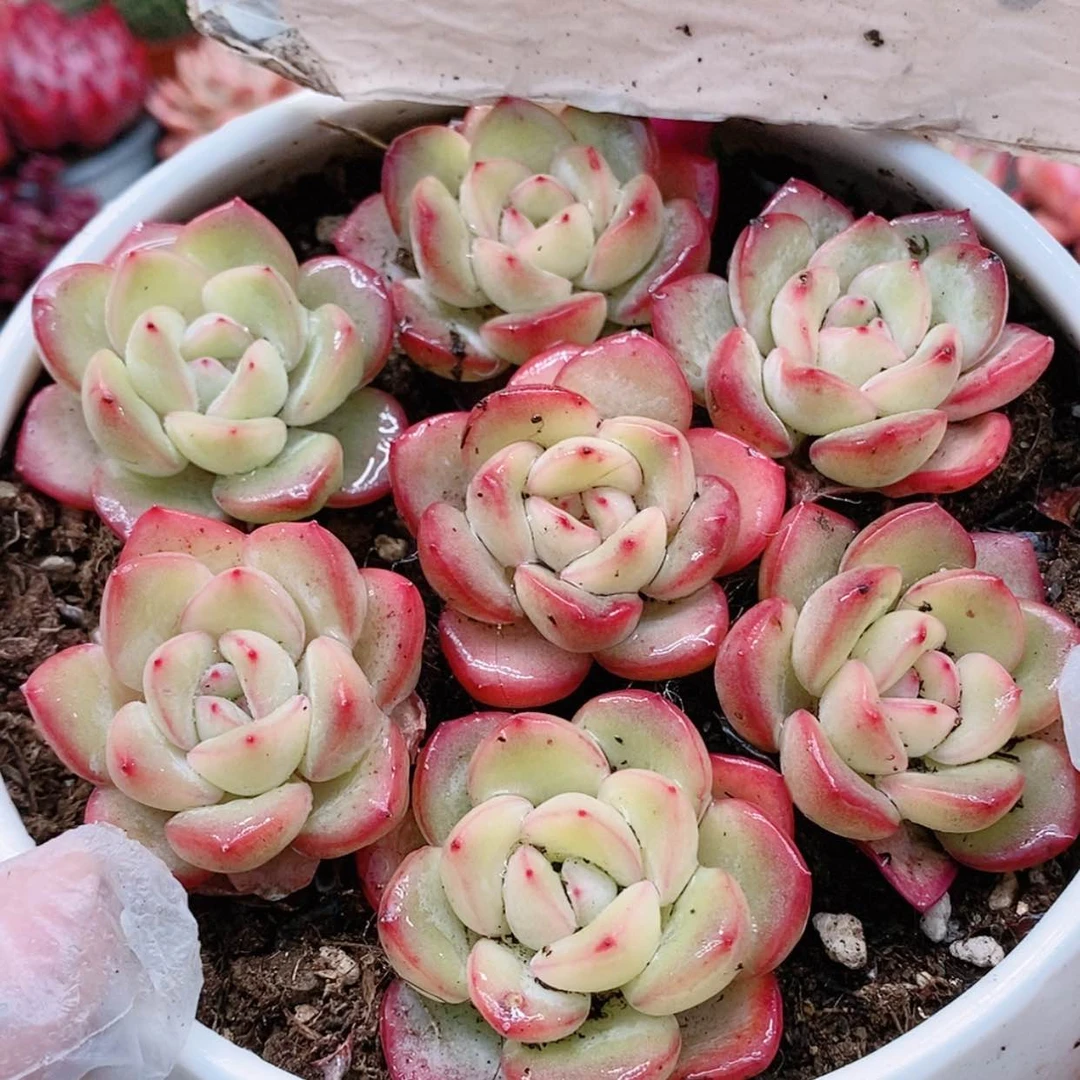 【闪购商品】泡芙1