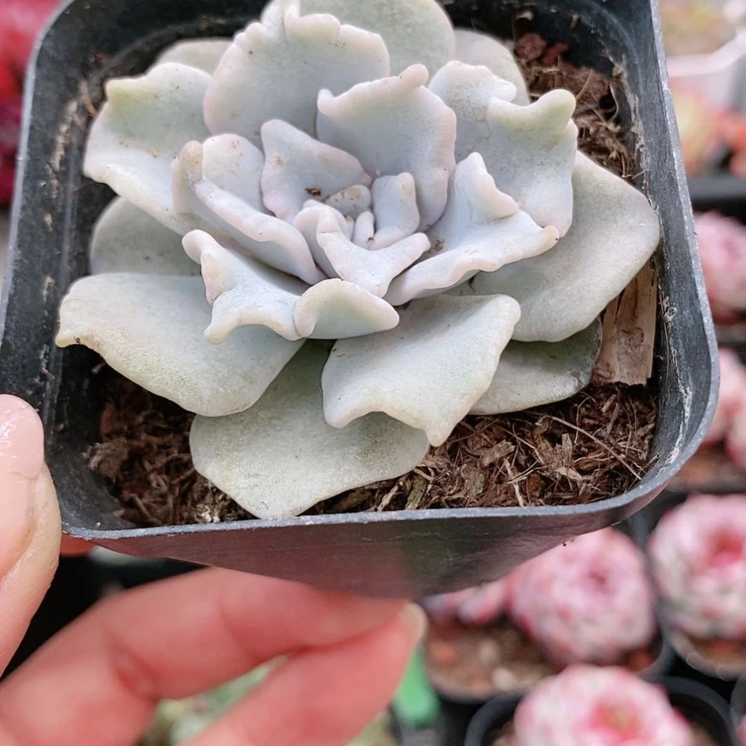 【闪购商品】白饺子皮2.8