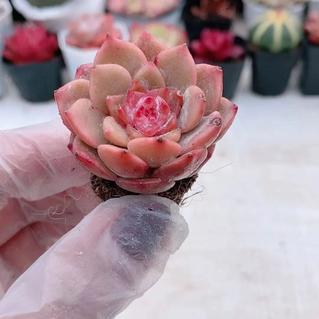穴盘冰魄1【满9.9元包邮发货】多肉植物