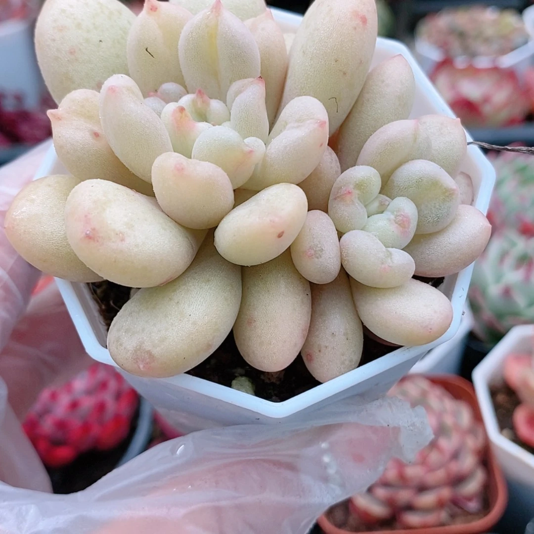 【闪购商品】比尔盖茨4.8