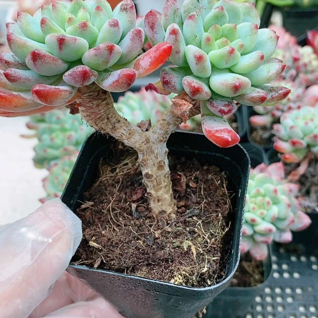 【闪购商品】蓝苹果3.2