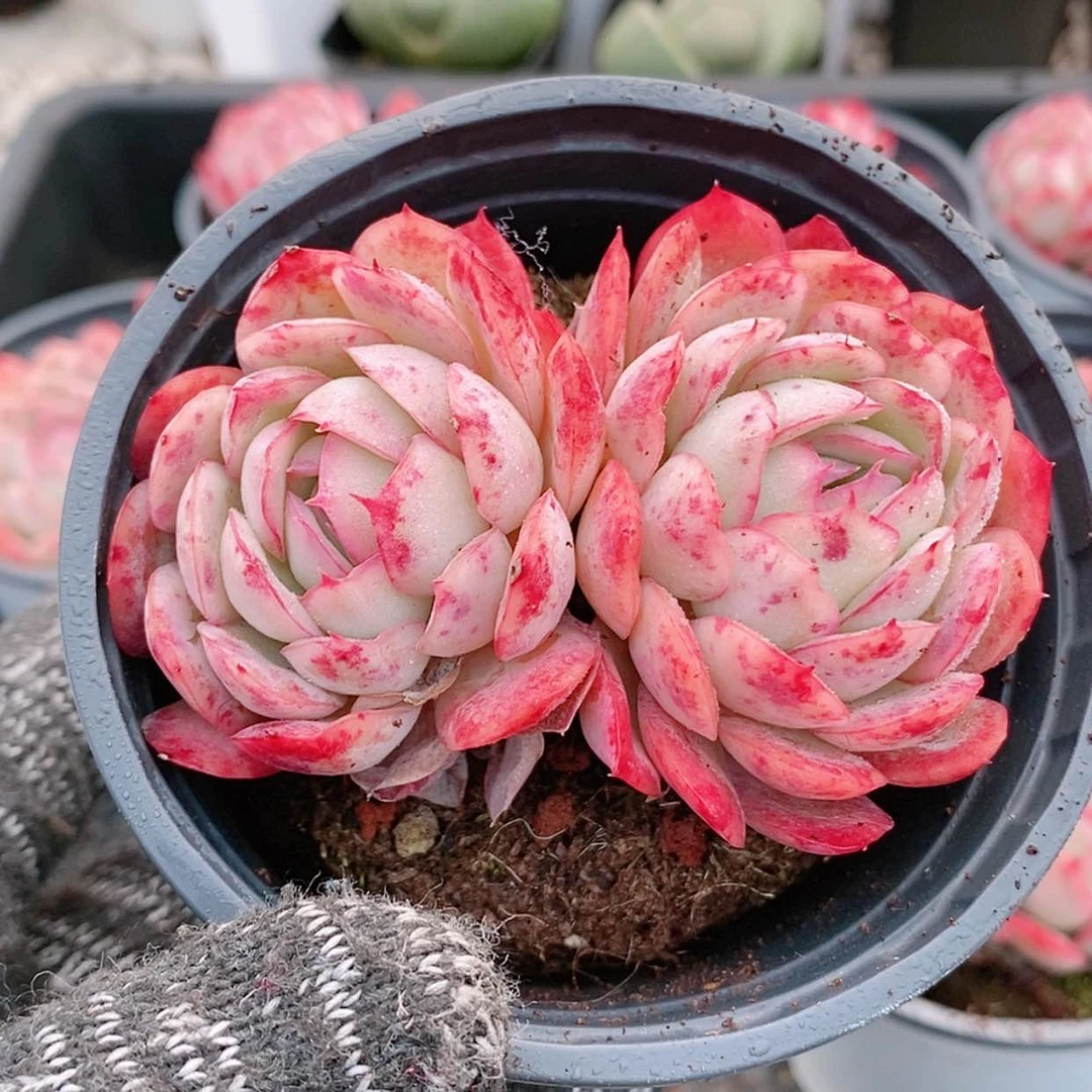 【闪购商品】草莓冰双头5.8