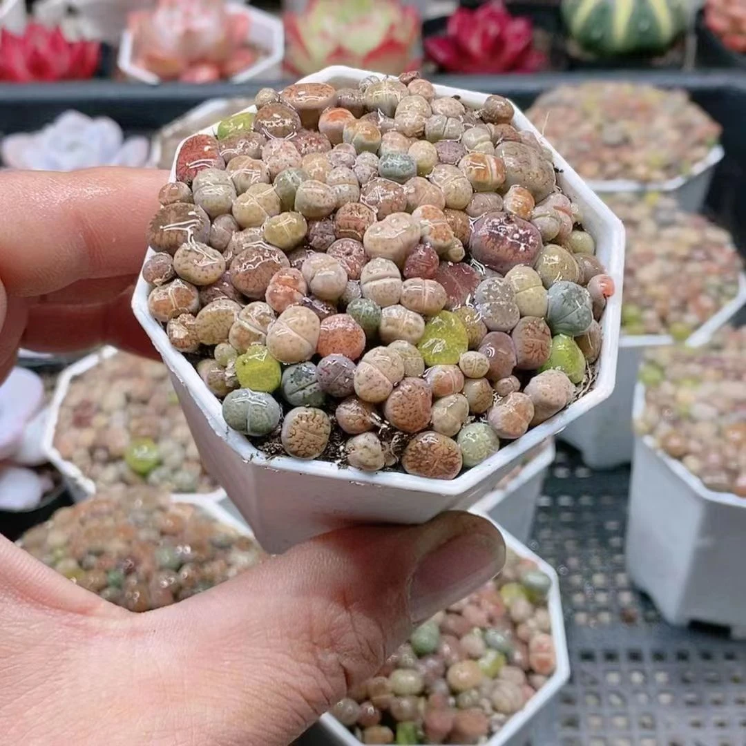 生石花6.8【满18元包邮发货】多肉植物