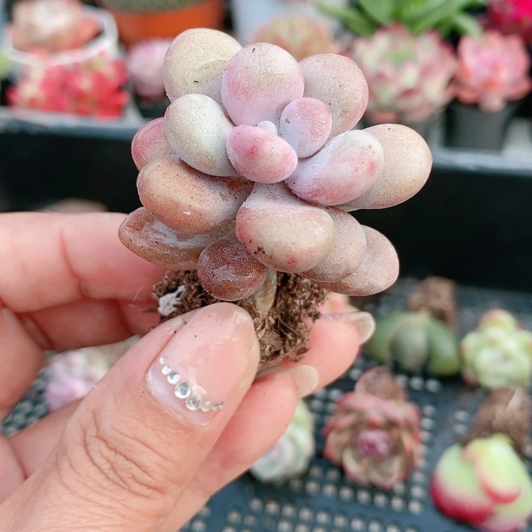 【闪购商品】糖果桃蛋1