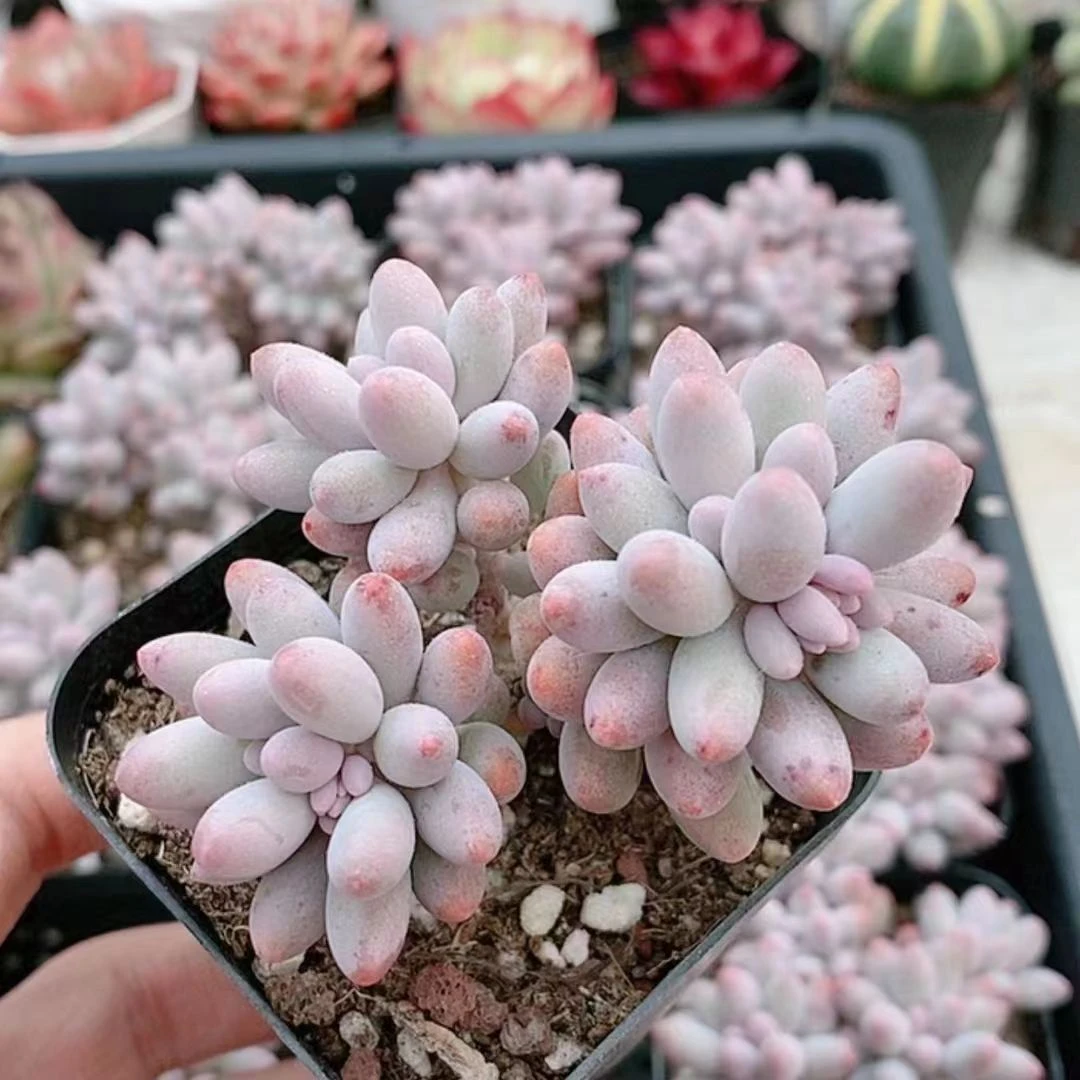 婴儿手指3.9【满18元包邮发货】多肉植物