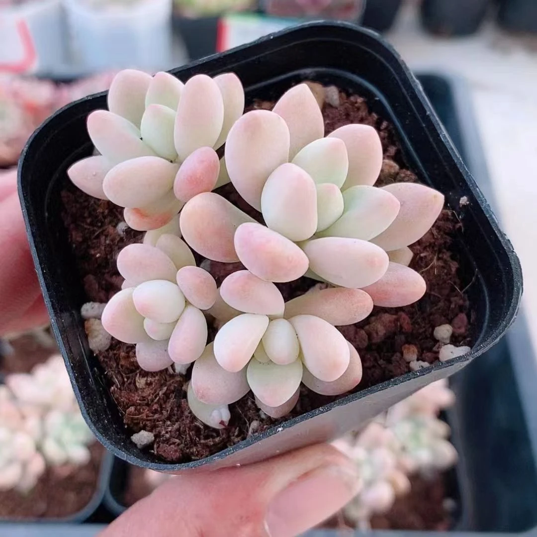 奶酪蛋糕3.8【满9.9元包邮发货】多肉植物