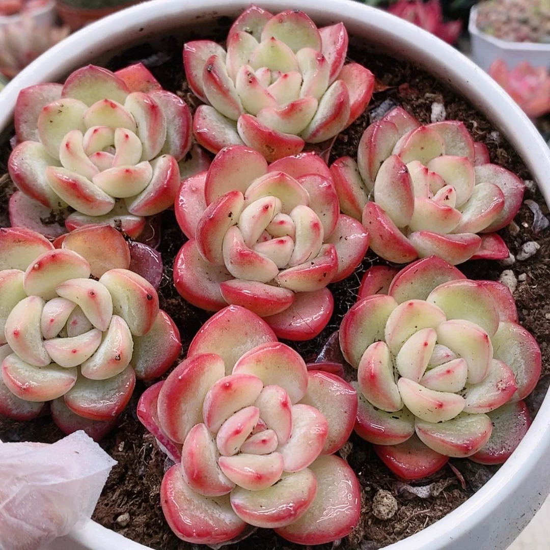 【闪购商品】泡芙1