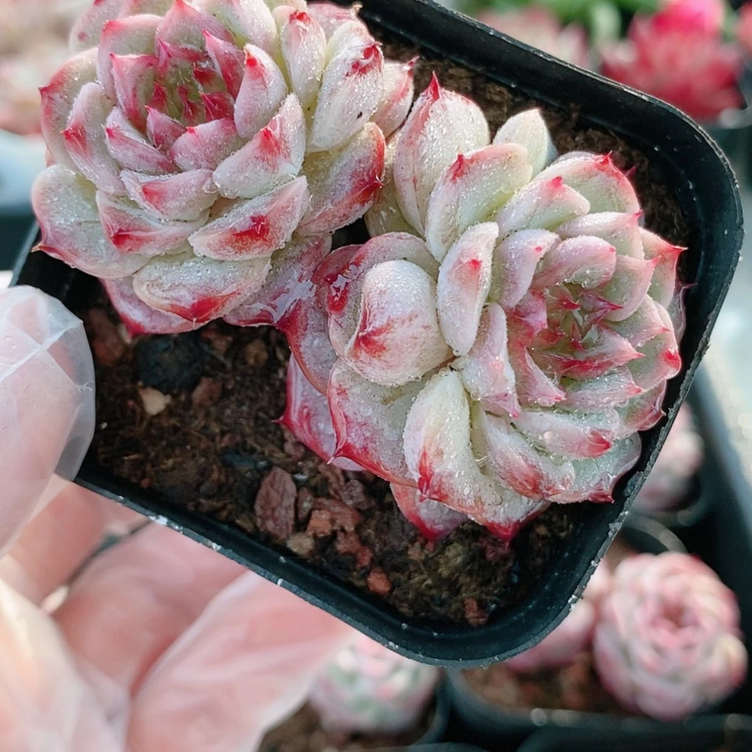 【闪购商品】天鹅绒3.6
