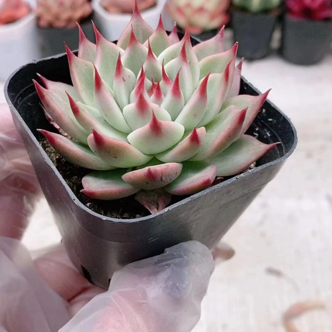 单头托斯卡内利3.5【满18元包邮发货】多肉植物