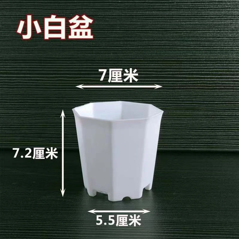 20个八角盆9.9 多肉植物