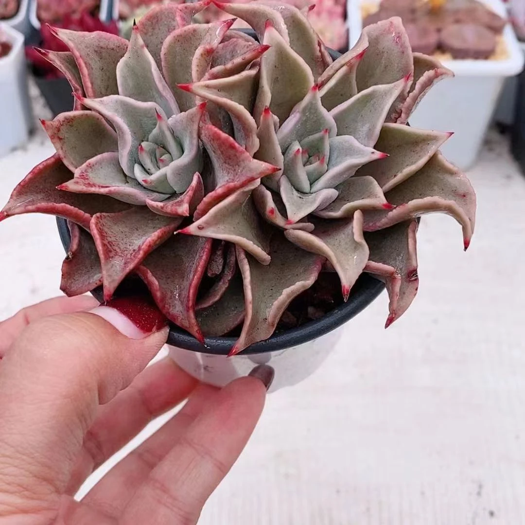 双头饺子皮9.9【满9.9元包邮发货】多肉植物