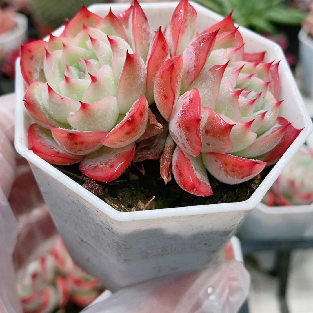 【闪购商品】双粉水晶3.8