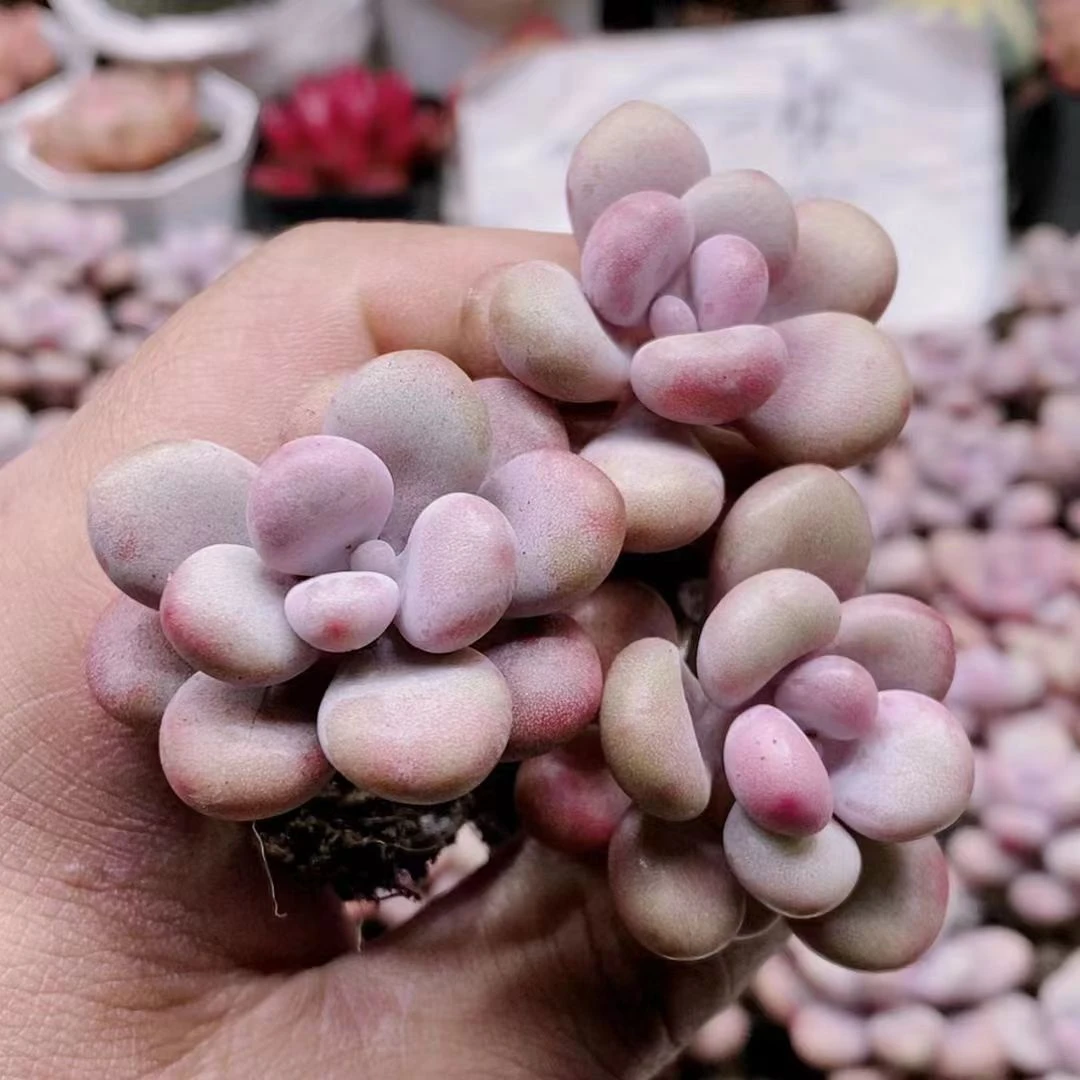 穴盘桃蛋1【满18元包邮发货】多肉植物