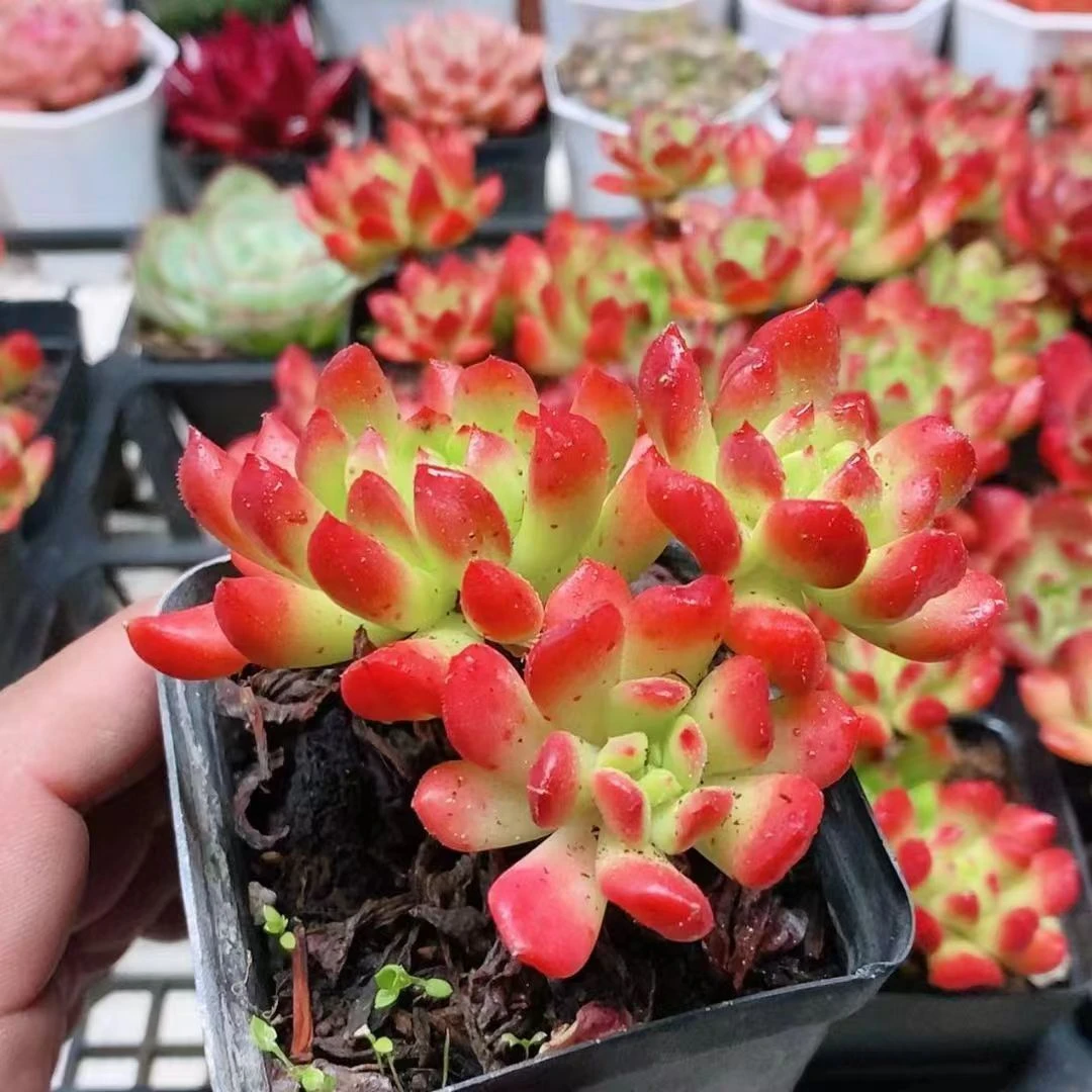 三头灯笼3.8【满18元包邮发货】多肉植物
