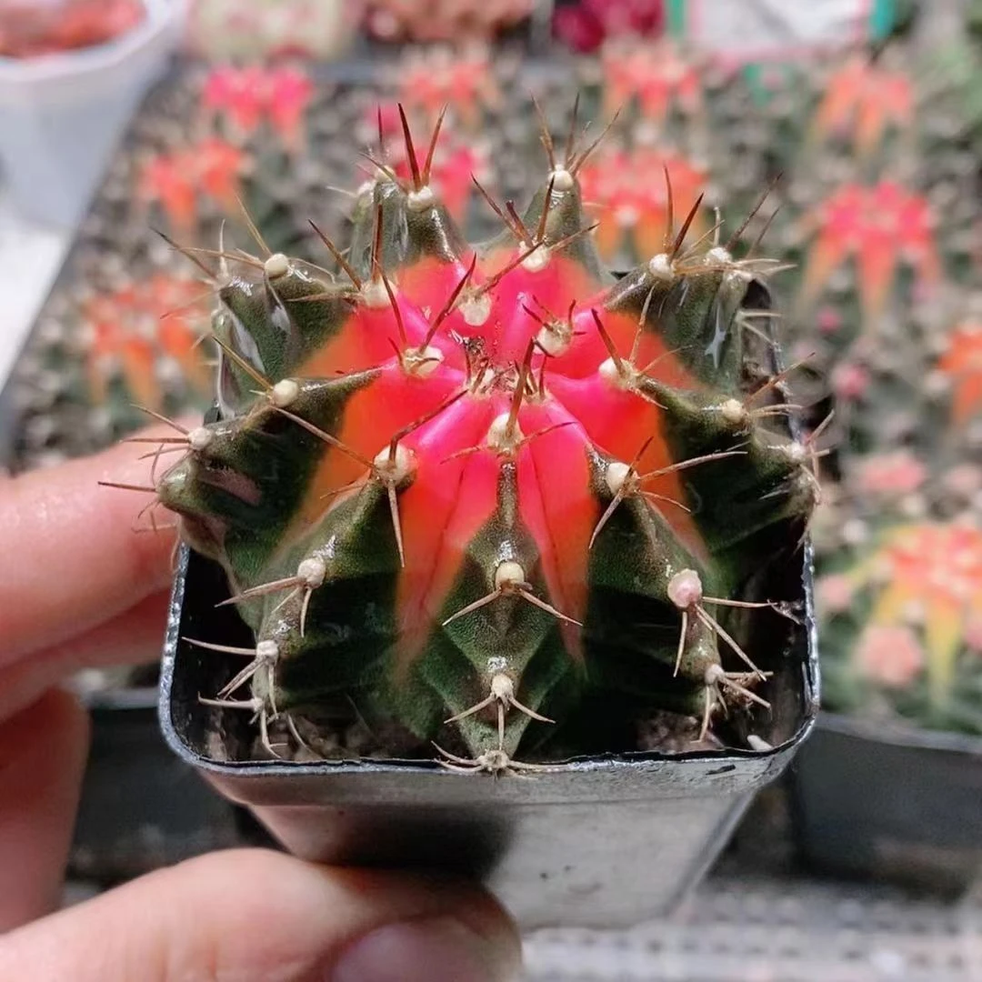 牡丹锦2.8【满18元包邮发货】多肉植物