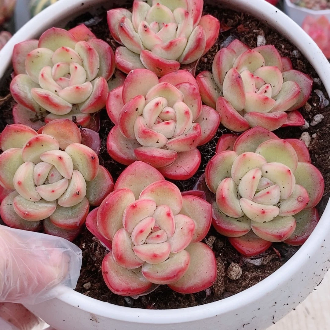 【闪购商品】泡芙1