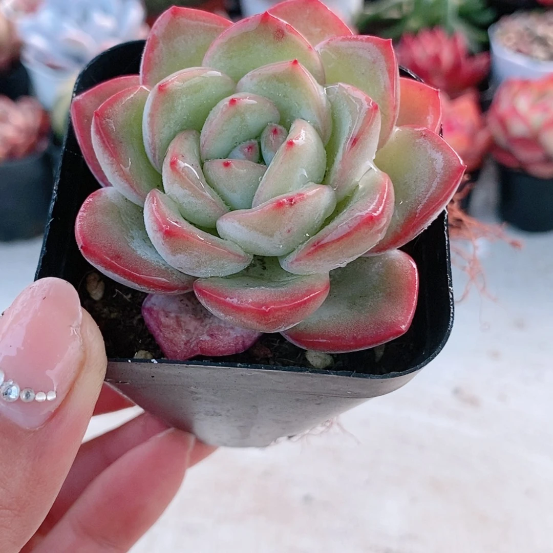 【闪购商品】泡芙2.8