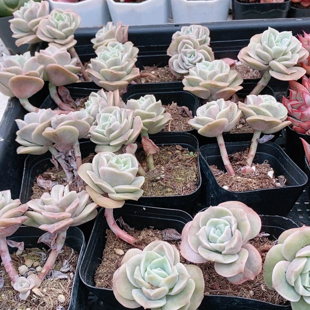 【闪购商品】双可爱玫瑰3.5
