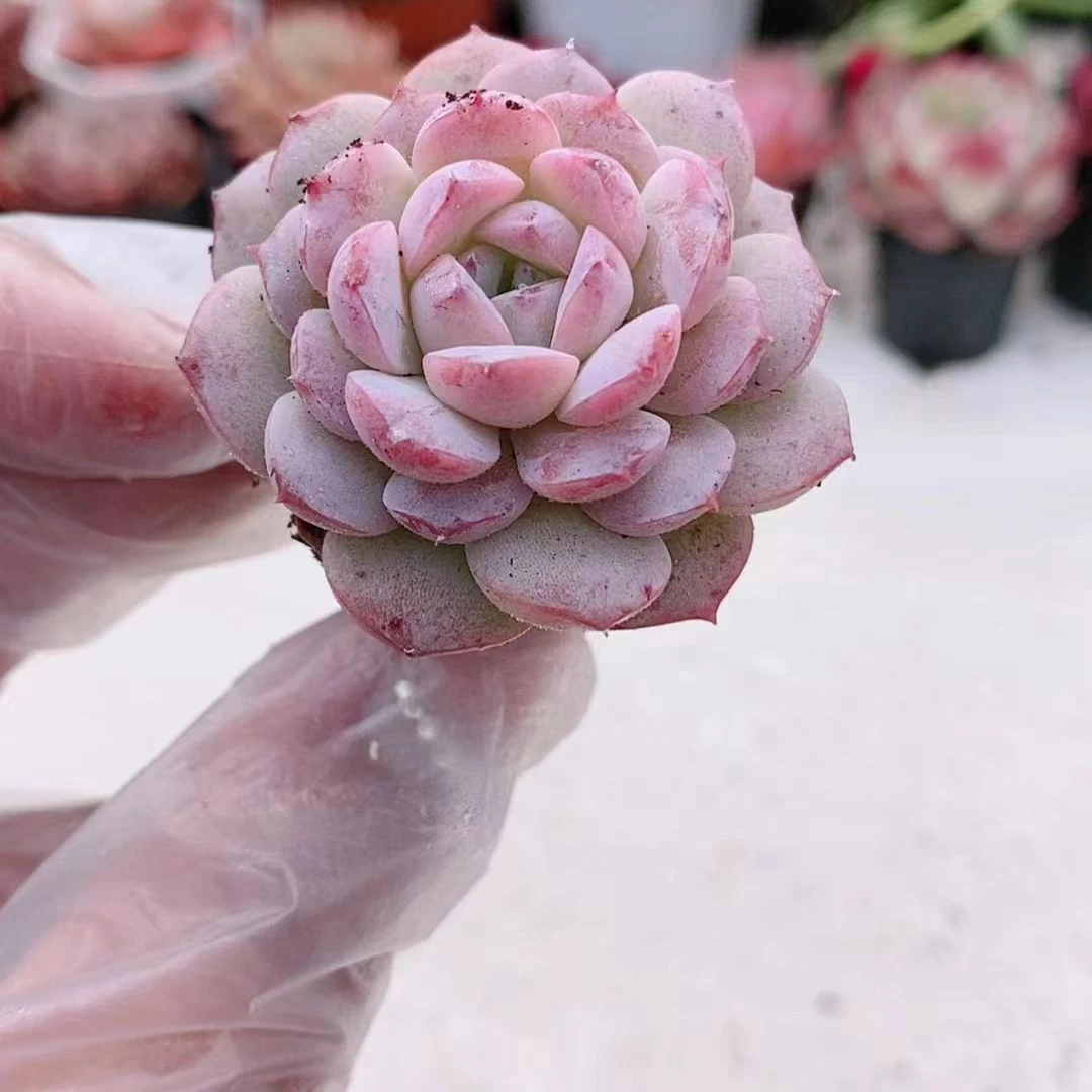 恩宠1【满18元包邮发货】多肉植物