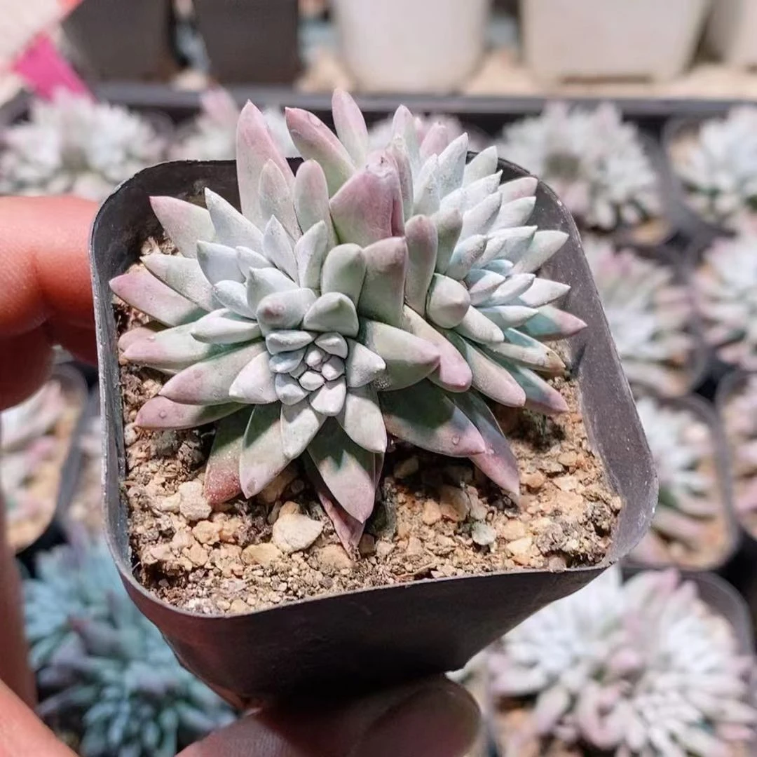 白菊5.8【满18元包邮发货】多肉植物