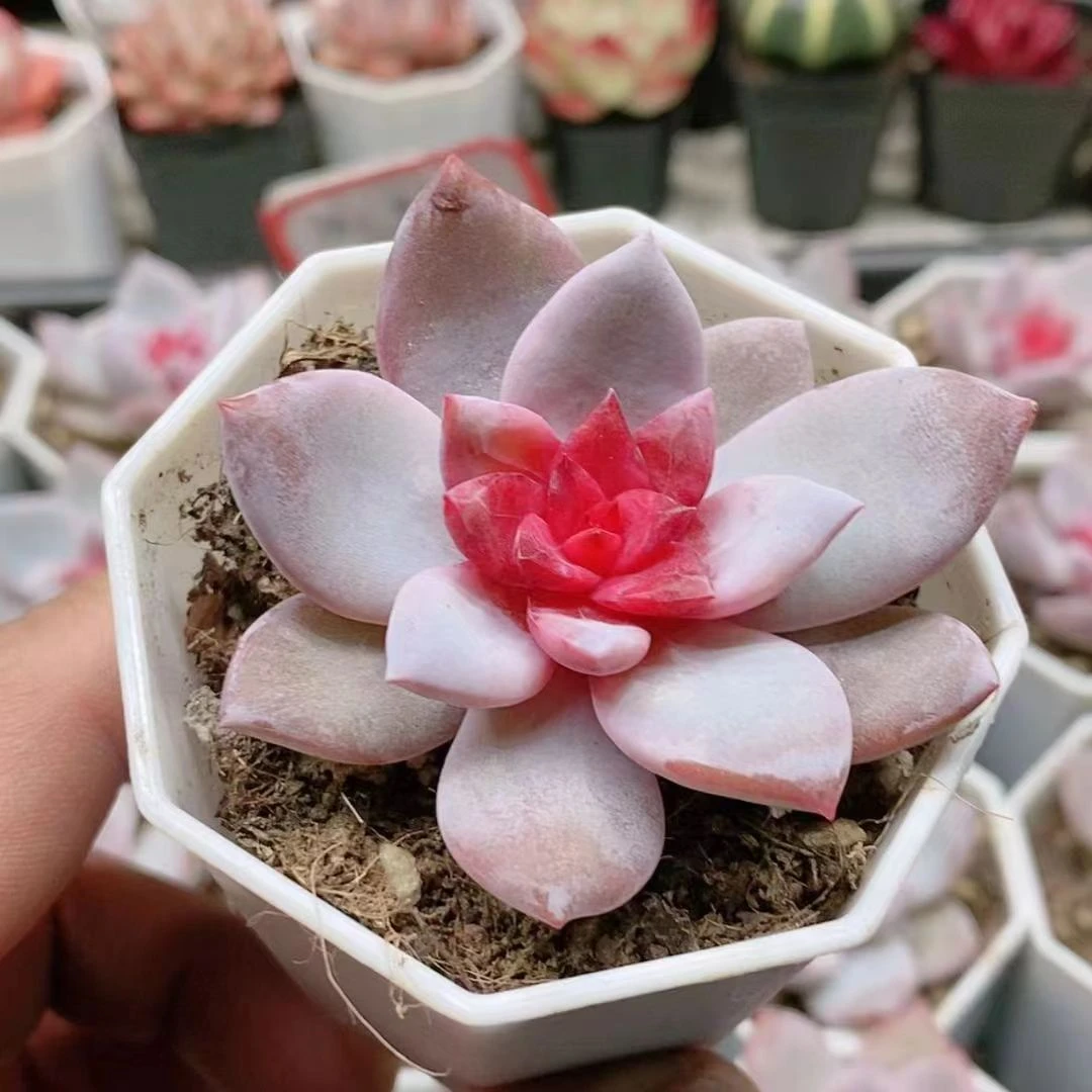 糖心雪天使5.8【满9.9元包邮发货】多肉植物