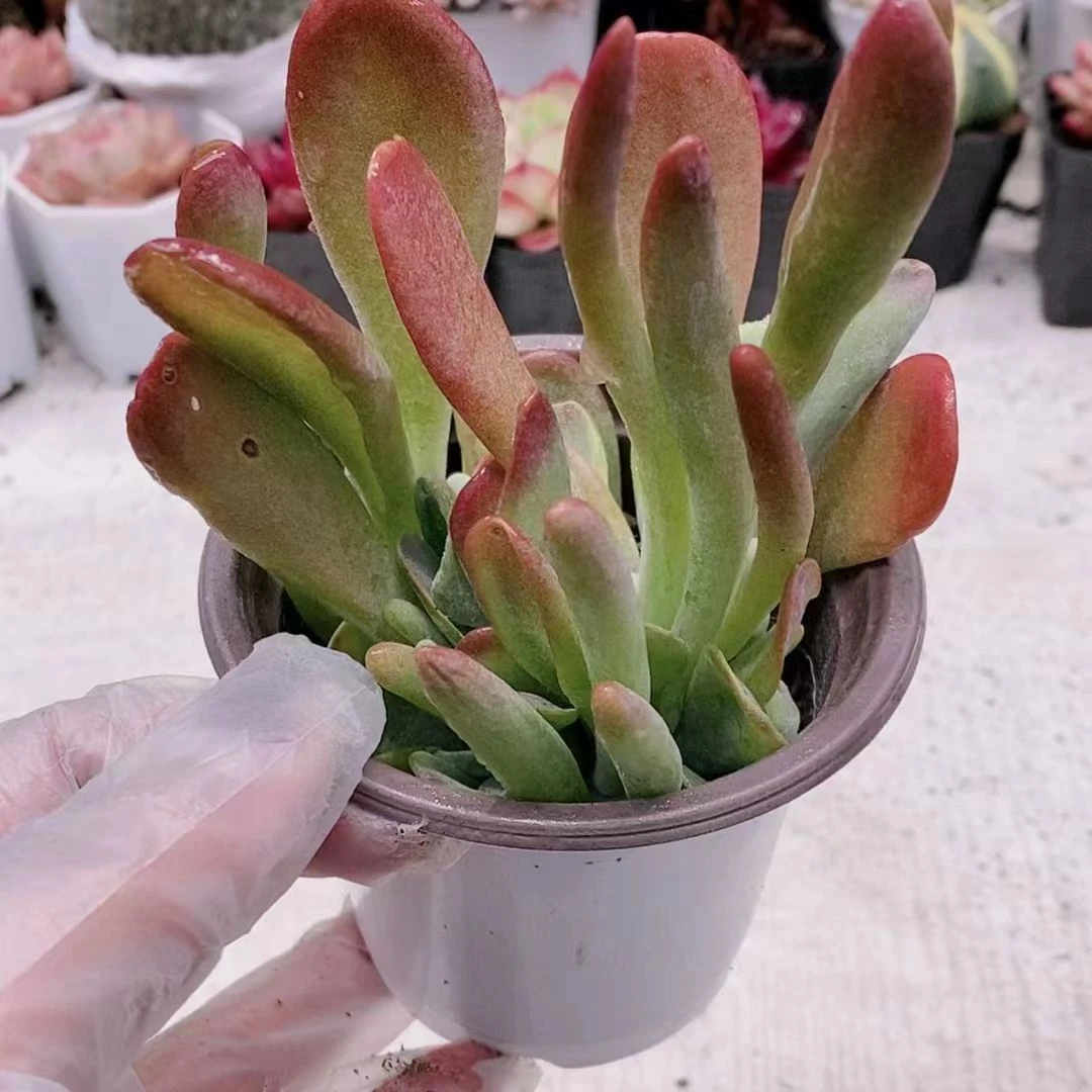 火狐狸脱土5.8【满18元包邮发货】多肉植物