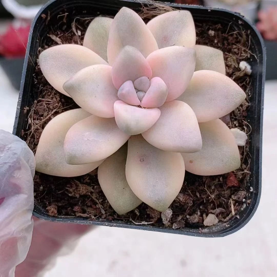 美信锦2.2【满18元包邮发货】多肉植物