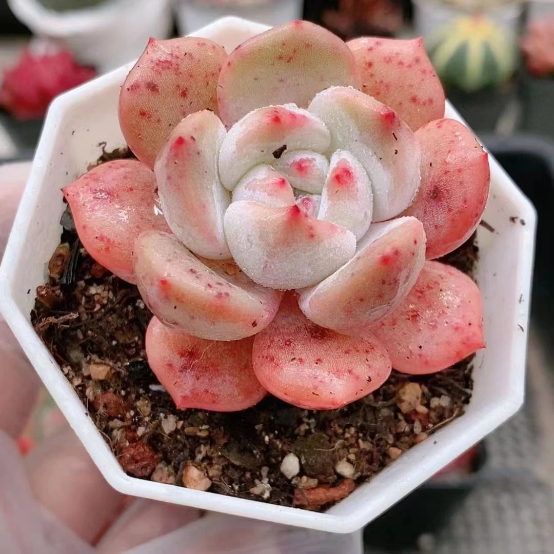 血橙3.8五厘米左右【满18元包邮发货】多肉植物