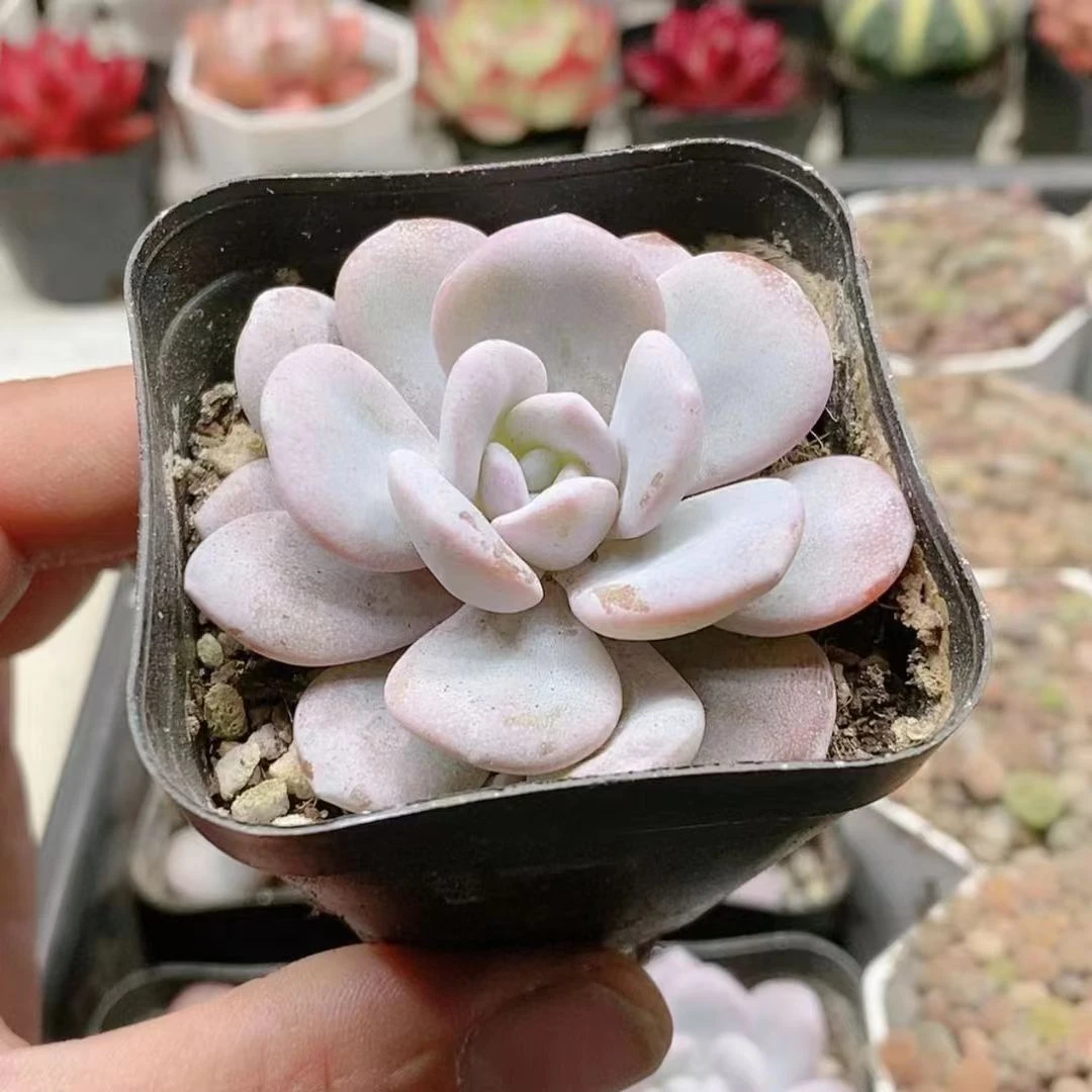 粉雪莲2.8【满18元包邮发货】多肉植物