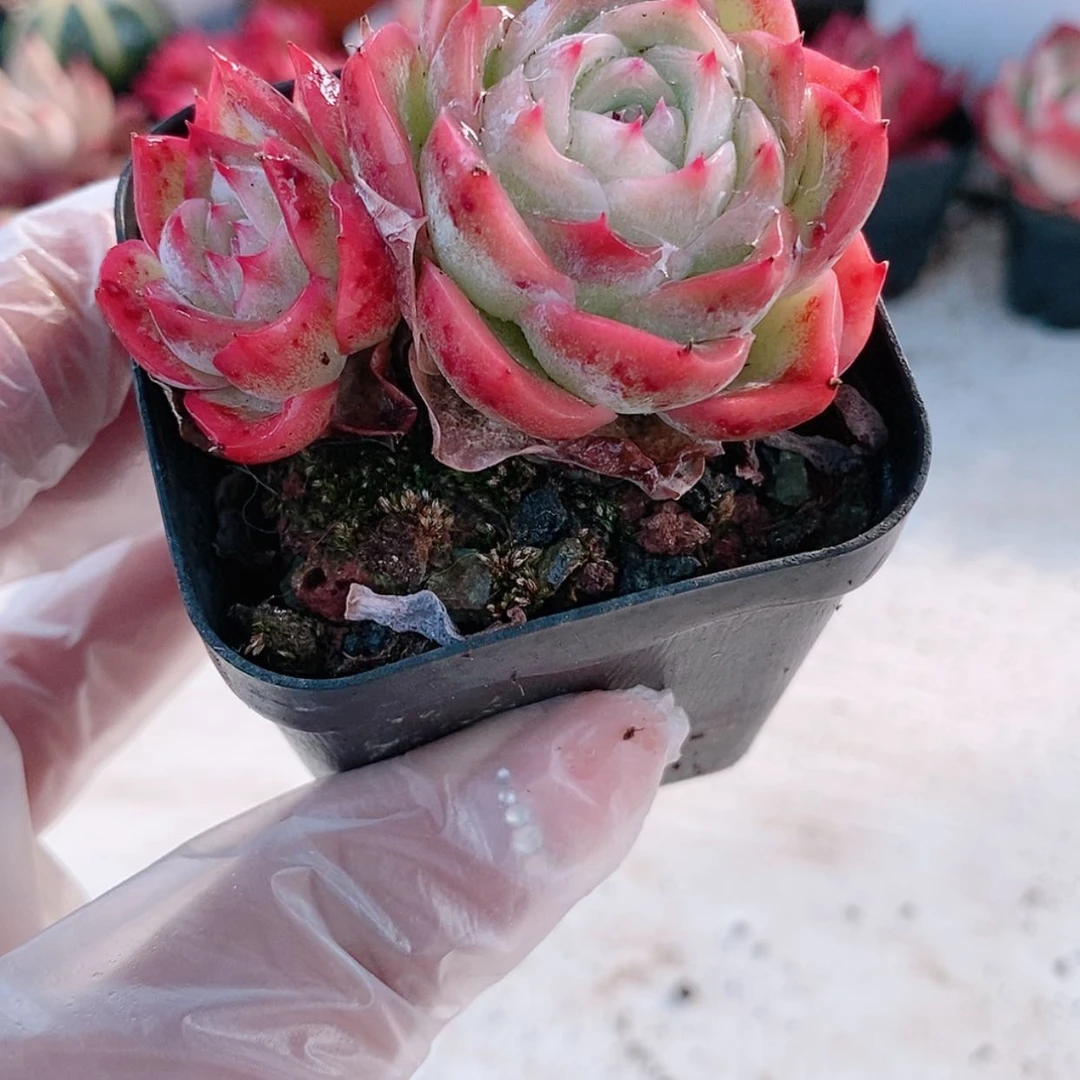 【闪购商品】孤星4