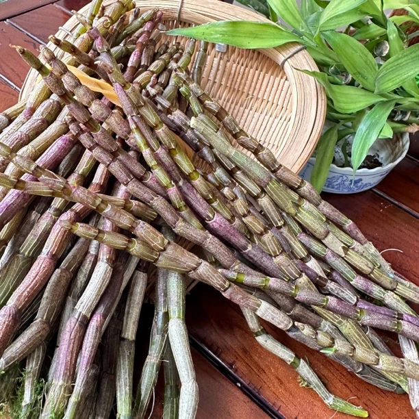 【新鲜铁皮石斛鲜条】林下仿野生石斛条榨汁煮水煲汤晾晒直接食用