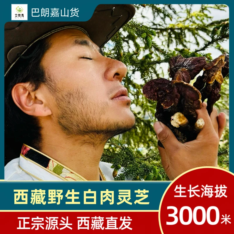 山货西藏白心白肉灵芝纯野非种植产地发货