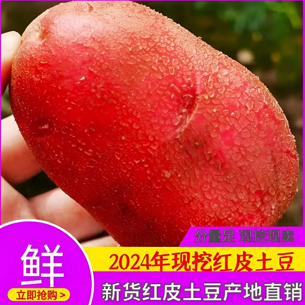 甘肃定西正宗红皮黄心现挖现发旱地洋芋土豆沙面新鲜土豆泥炸薯片