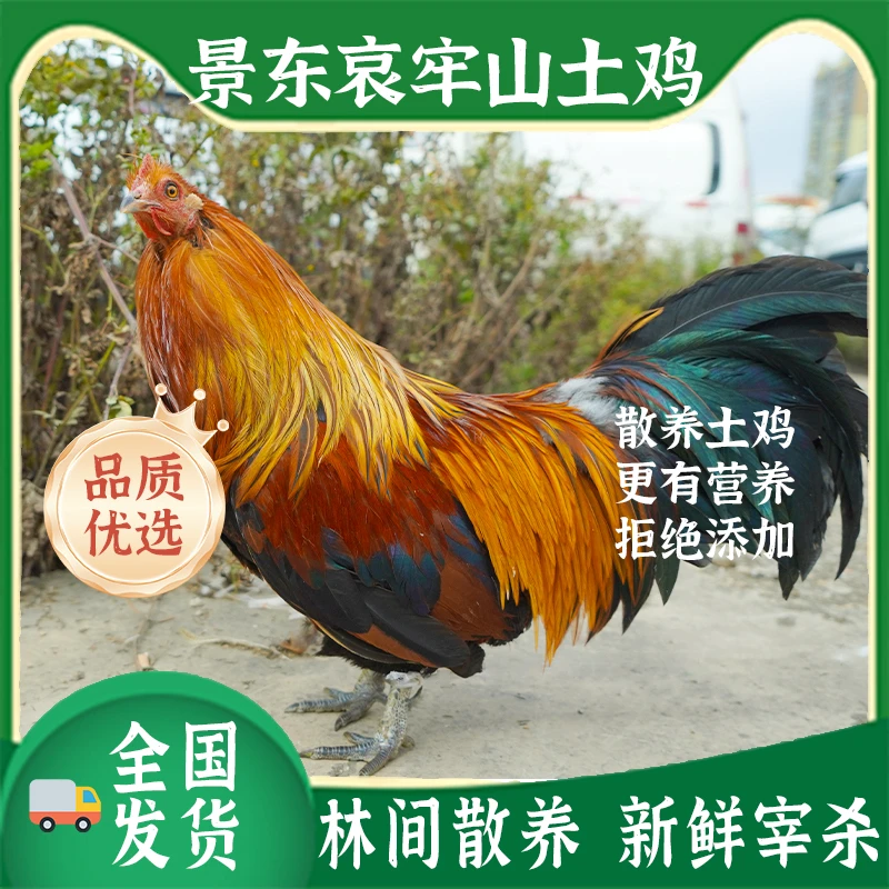 普洱农村纯土鸡(阉鸡毛重2.4kg~3.6kg，活鸡现宰，真空发顺风航空)