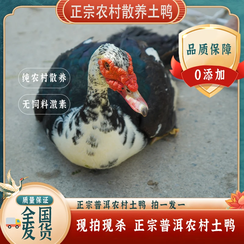 普洱农村纯土鸡鸭肉番鸭正宗土鹅土鸭（活鸡现宰，真空发顺风航空）