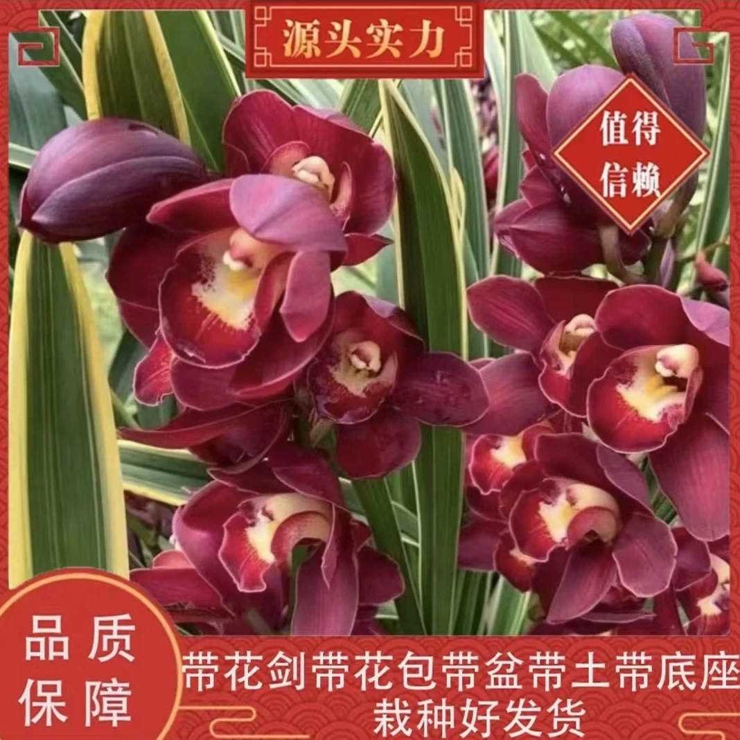 【大红袍】年宵花大花惠兰清新空气室内种植适合懒人养殖花卉