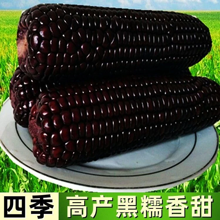 【秋冬新种】黑甜糯玉米黑糯玉米种子耐高温紫玉米种籽四金玉兰