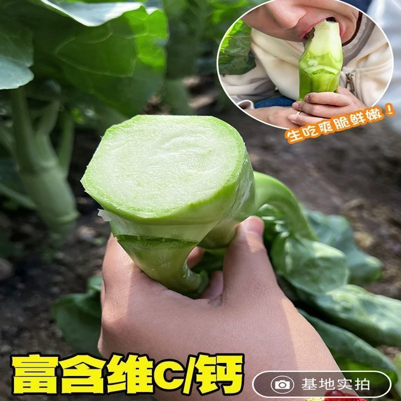 【苞出芽】广东鸡腿芥兰菜种子四季蔬菜种孑甜脆芥菜芥蓝室外蔬菜