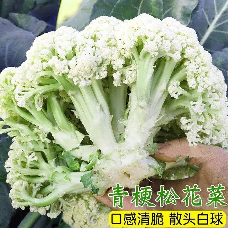 【苞出芽】彩色花椰菜西兰花松花菜宝塔菜紫花菜春农四季乌塌菜