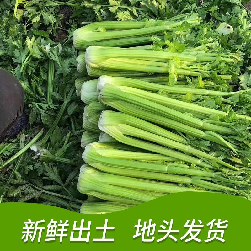 【苞出芽】山东新鲜西芹芹菜榨汁农家自种绿色嫩芯青菜乌塌菜