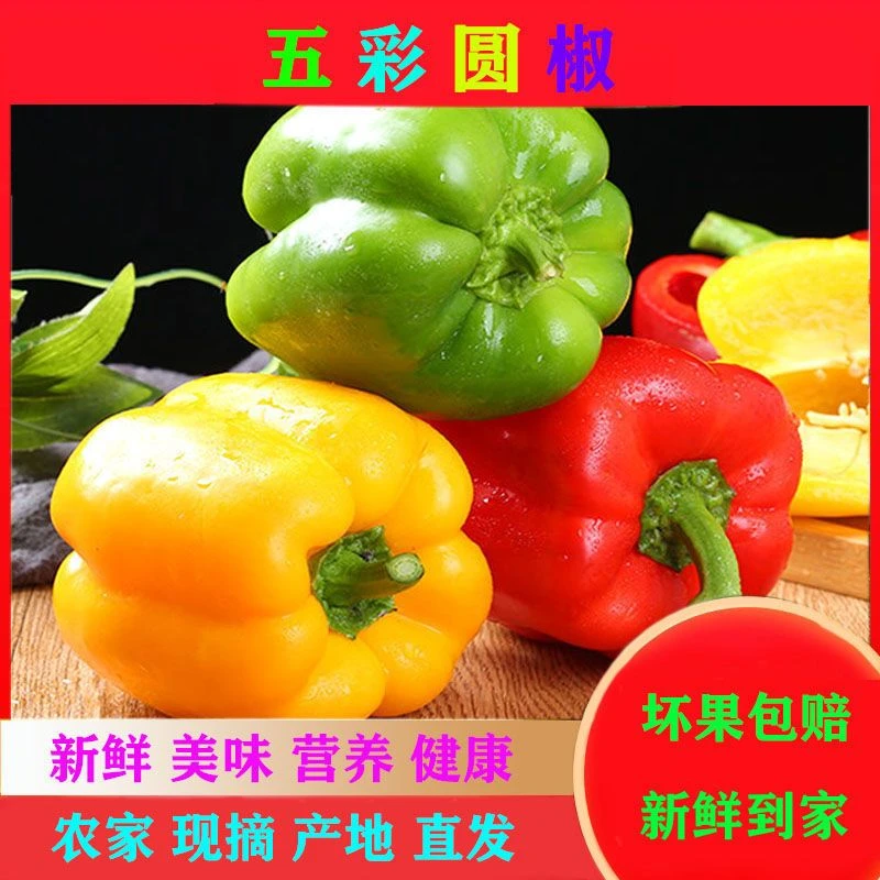 【苞出芽】新鲜彩椒圆椒五彩椒生吃不辣甜椒红椒黄椒绿椒乌塌菜