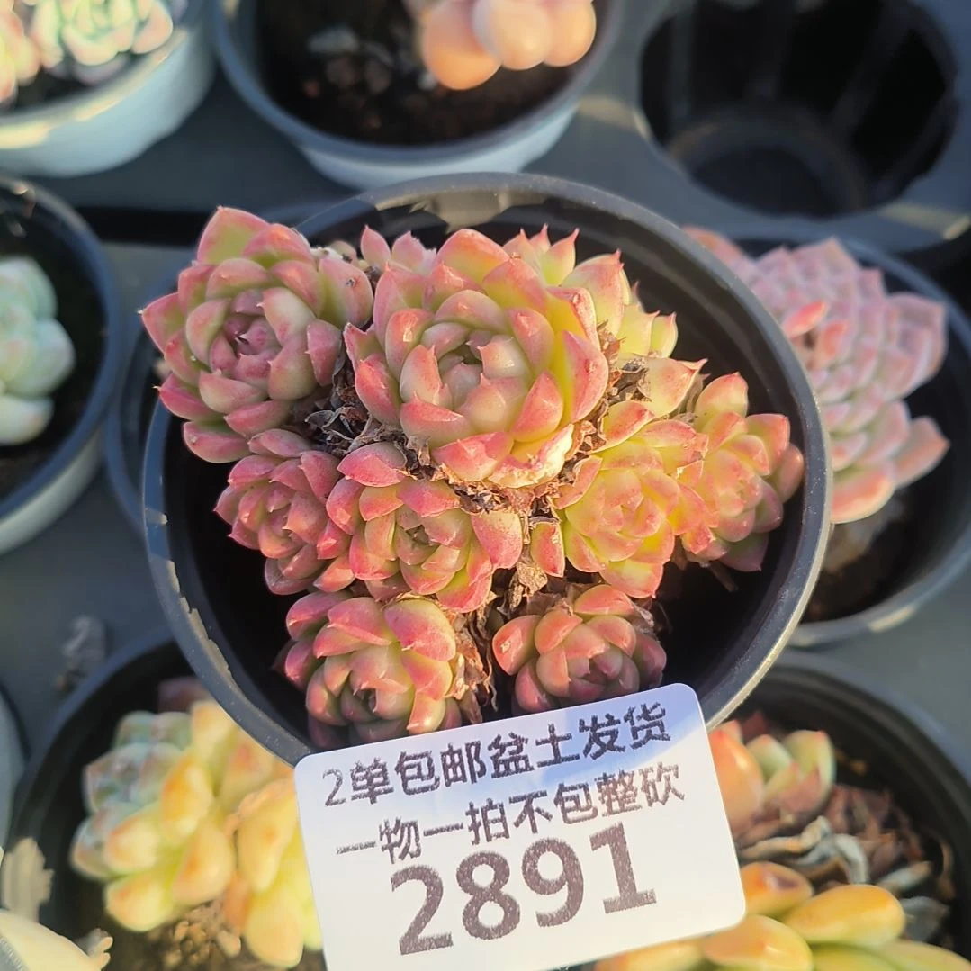 2891，恭喜发财，，，，，